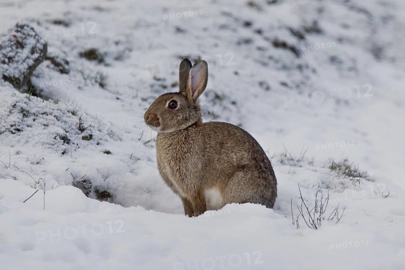 European rabbit (Oryctolagus cuniculus) sitting in the snow in winter, Germany, Europe