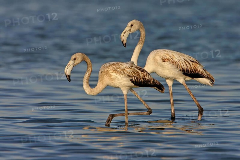 Greater flamingo (Phoenicopterus roseus), East Khawr / Khawr Ad Dahariz, Salalah, Dhofar, Oman, Asia