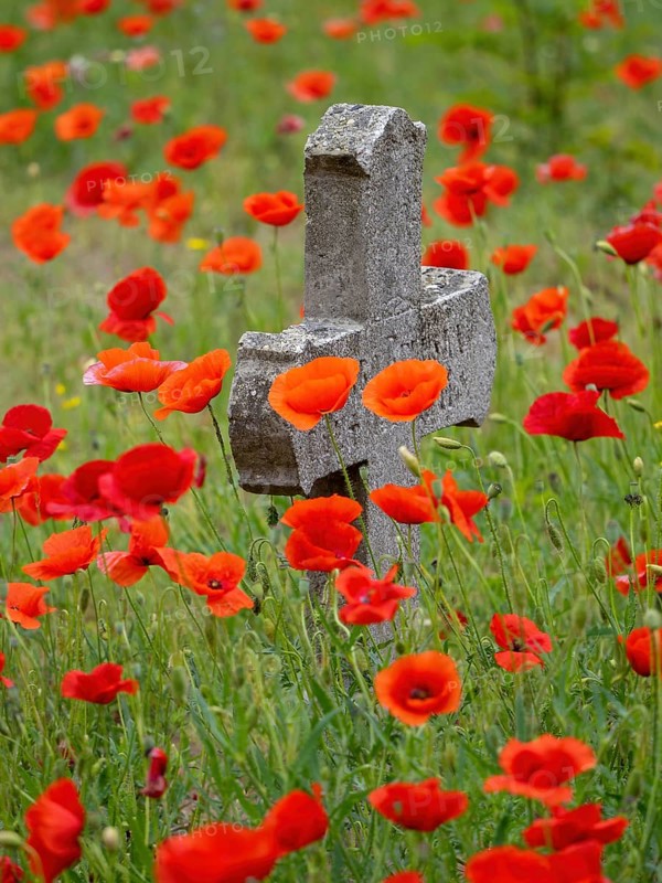 Poppy, poppy, cemetery, gravestone, cross, flowers, poppies, Tiszaalp-r, Kiskuns-gi National Park, B-cs-Kiskun, Hungary, Europe