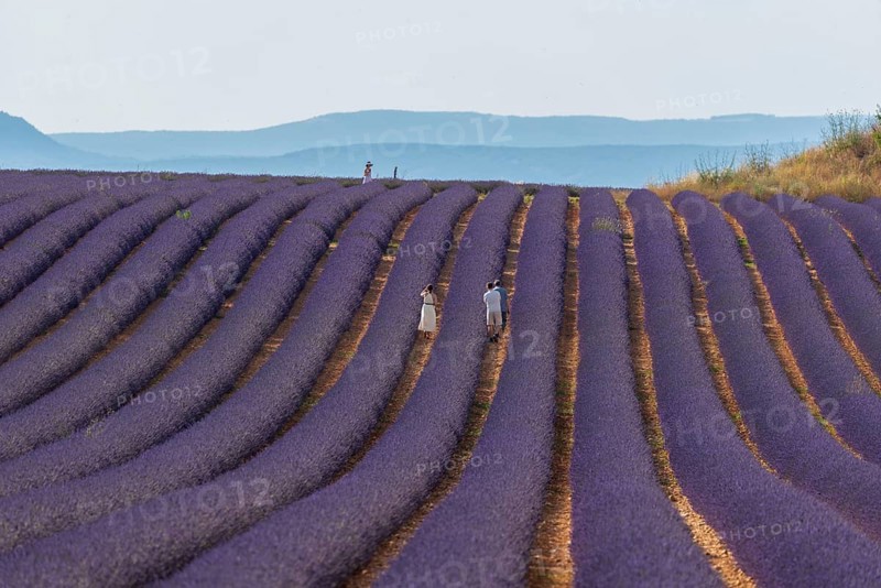 Flowering lavender field (Lavandula angustifolia) with tourists, Plateau de Valensole, Département Alpes-de-Haute-Provence, Region Provence-Alpes-Côte d'Azur, France, Europe