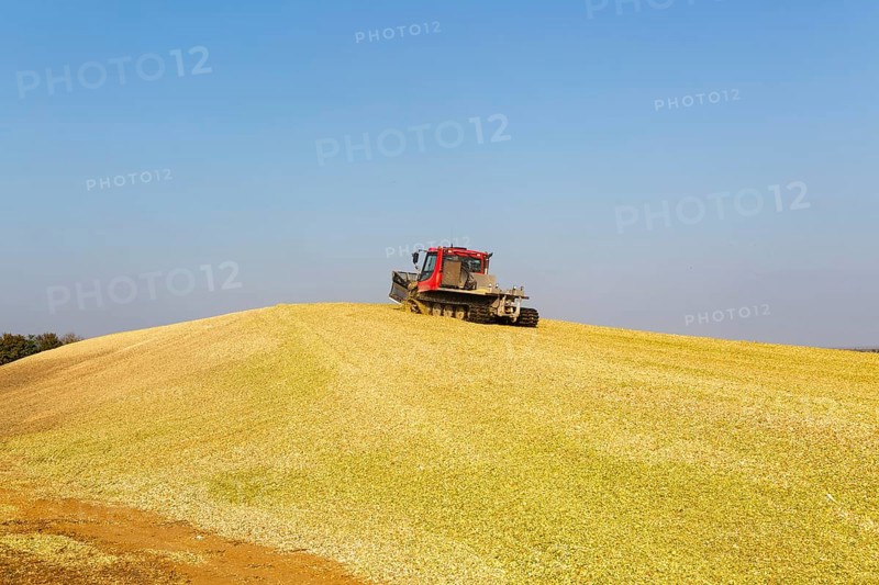Piston Bully tracked bulldozer vehicle building silage clamp of sweetcorn maize in field stored for biofuel, Alderton, Suffolk, England, UK