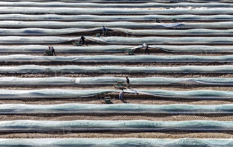 The first asparagus is harvested from a foil-covered asparagus field, Beelitz, 26/03/2024