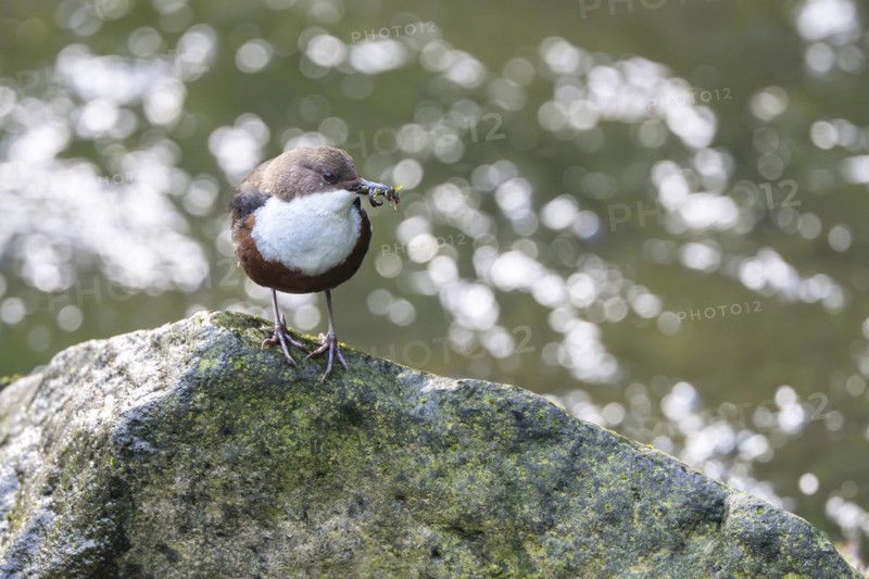 White-throated Dipper (Cinclus cinclus), at a torrent with larvae in its beak, Rhineland-Palatinate, Germany, Europe