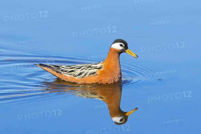 Red phalarope, grey phalarope (Phalaropus fulicarius) female in breeding plumage swimming in pond on the tundra in spring, summer, Svalbard, Norway, Europe