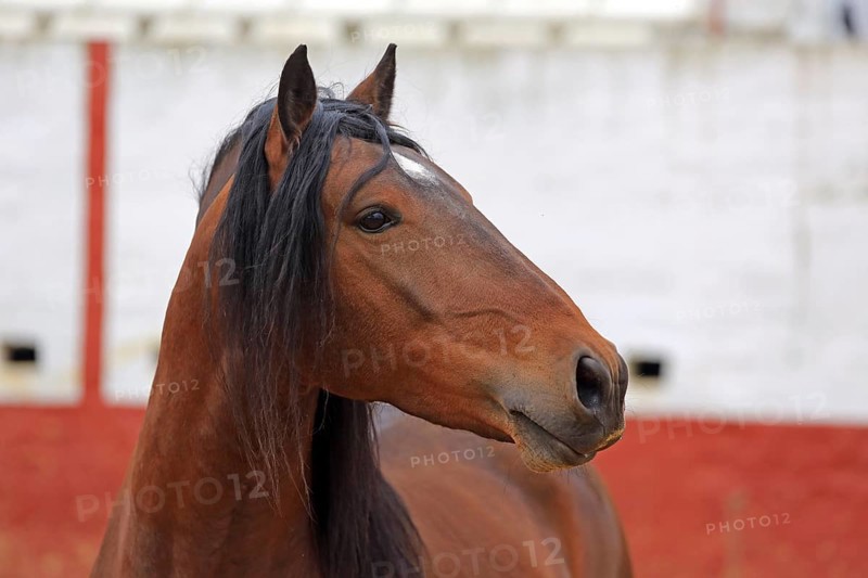 Andalusian horse, arena, portrait, headshot