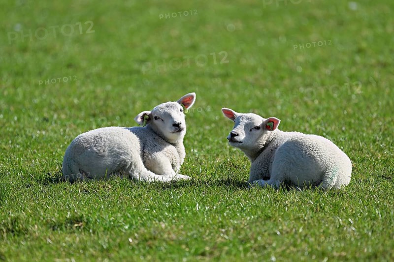 Domestic sheep (Ovis aries), two lambs sitting in a meadow, Texel, North Holland, Netherlands