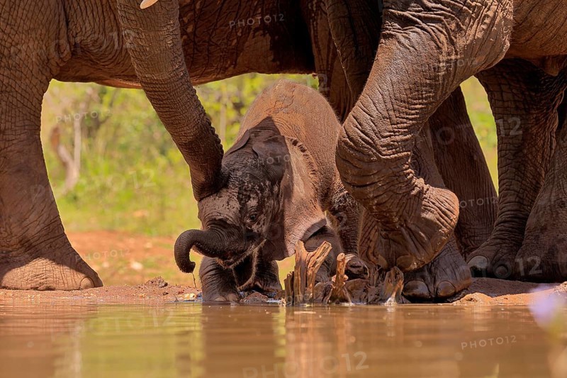 African elephant (Loxodonta africana), young animal, calf, baby elephant, mother, young animal with mother, at the water, Kruger National Park, Kruger National Park, South Africa, Africa