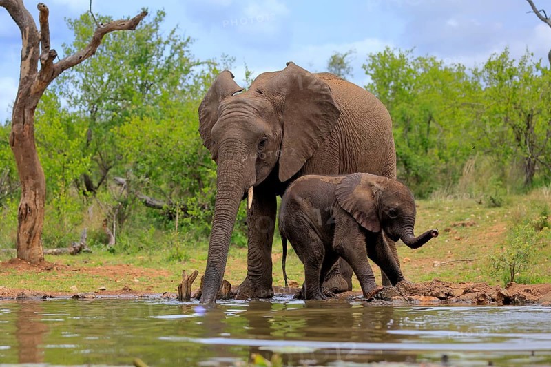 African elephant (Loxodonta africana), adult, male, bull, young animal, young bull with young animal, at the water, drinking, Kruger National Park, Kruger National Park, South Africa, Africa