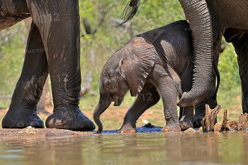 African elephant (Loxodonta africana), young animal, with mother, baby elephant, calf, at the water, drinking, social behaviour, Kruger National Park, Kruger National Park, South Africa, Africa