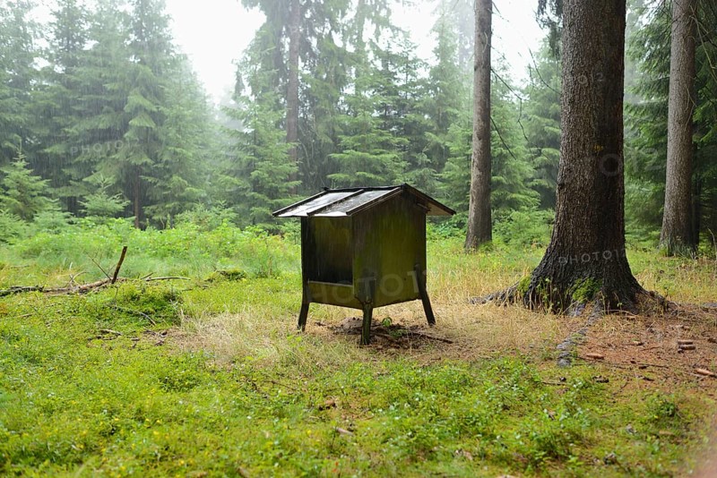Small deer feeding house in a forest surrounded by tall trees and green undergrowth, exuding a tranquil atmosphere, Bavaria