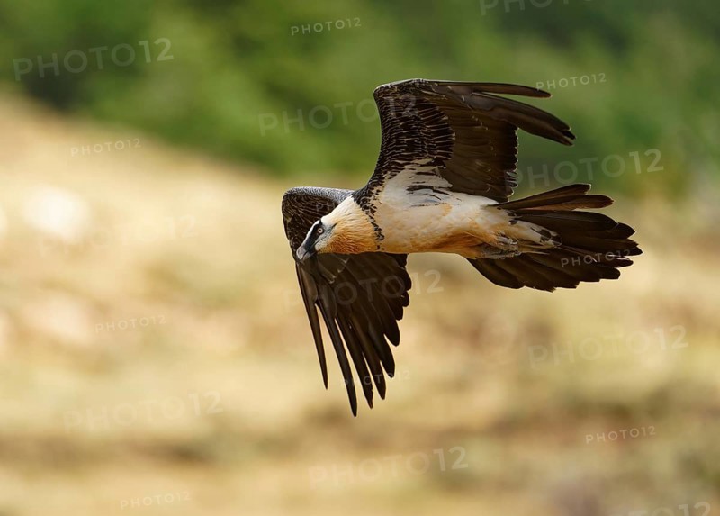 Old bearded vulture (Gypaetus barbatus), flight, Catalonia, Pyrenees, Spain, Europe