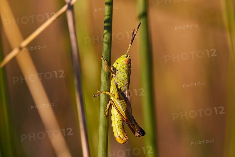 Close-up of a green grasshopper (locusta) climbing on a plant, Strofilia biotope, wetlands, Kalogria, Peloponnese, Greece, Europe