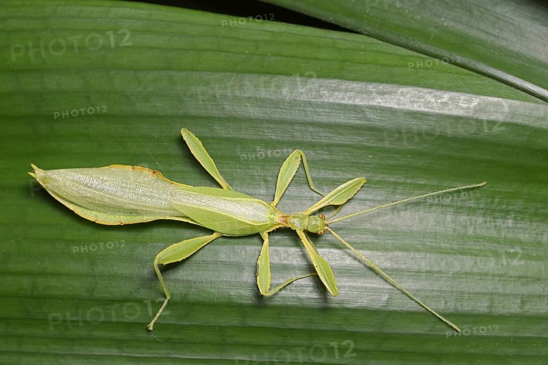 Changing leaf (Phyllium philippinicum), male, captive, occurrence in the Philippines