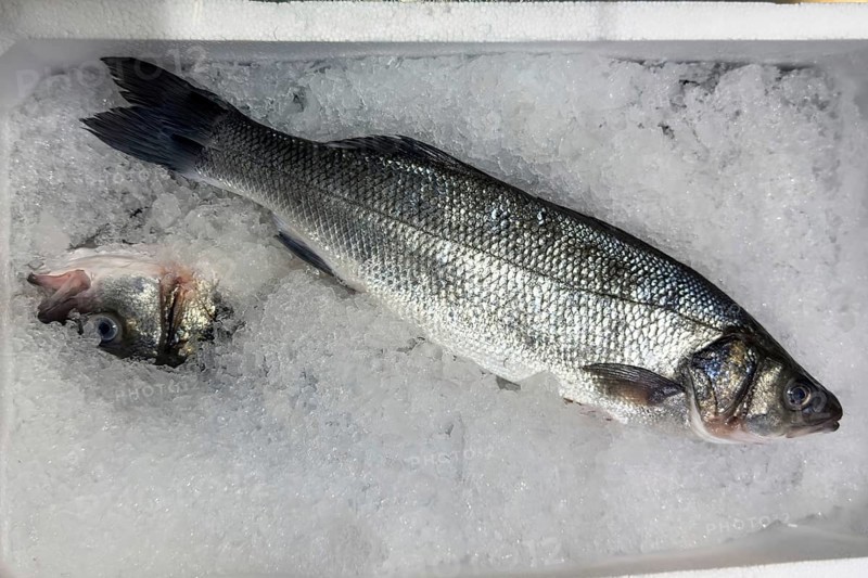 Display of fish caught whole fish European bass (Dicentrarchus labrax) also sea bass Loup de Mer Branzino Spinola fresh fish on ice in refrigerated counter fish counter of fishmonger fish sales, food trade, wholesale, fish trade, speciality shop, Germany, Europe