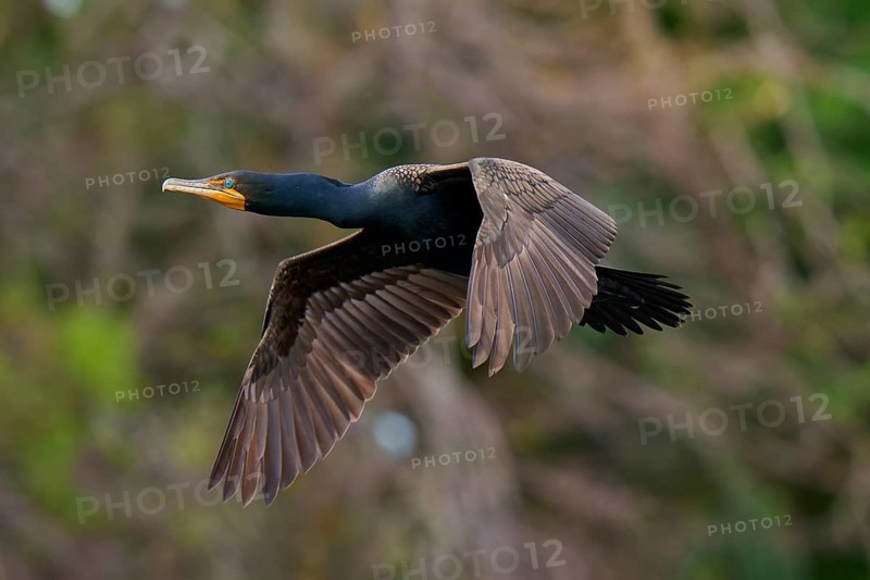 Double-crested cormorant (Phalacrocorax auritus), in flight, Wakodahatchee Wetlands, Delray Beach, Florida, USA, North America