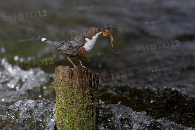 White-throated Dipper (Cinclus cinclus) with nesting material on an old wooden pole in the water, Austria, Upper Austria, Europe