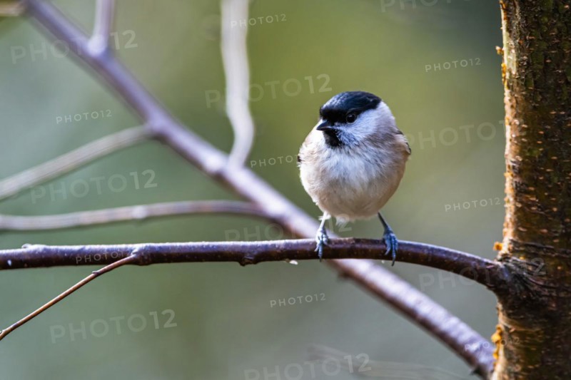 Willow Tit, Poecile montanus, bird in forest at winter sun