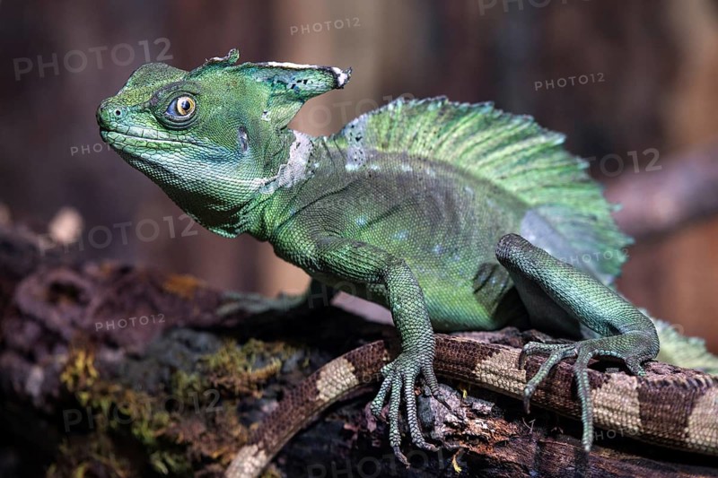 Basilisk (Basiliscus), also Jesus Christ lizard, captive, Germany, Europe