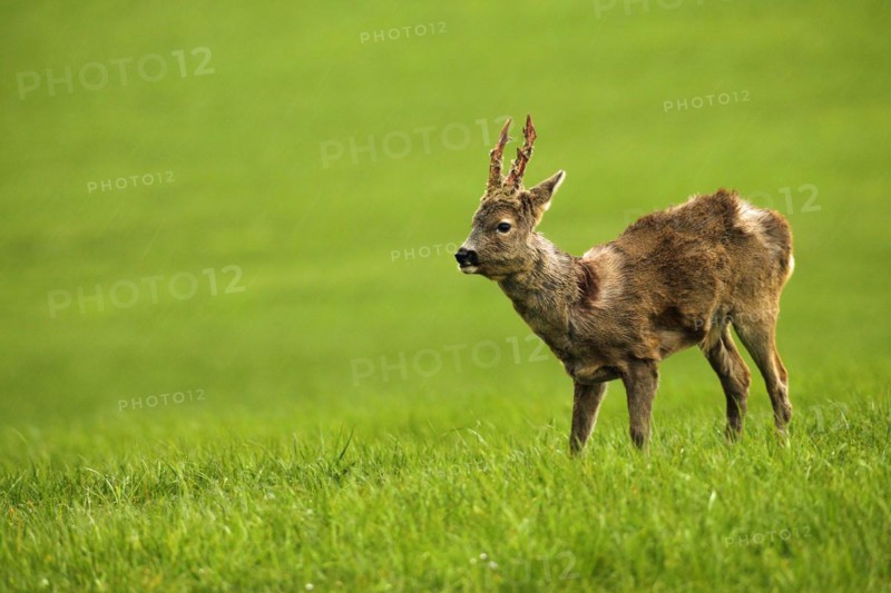 European roe deer (Capreolus capreolus) buck in shaggy winter coat with long, almost swept horns on the meadow, Allgäu, Bavaria, Germany, Europe