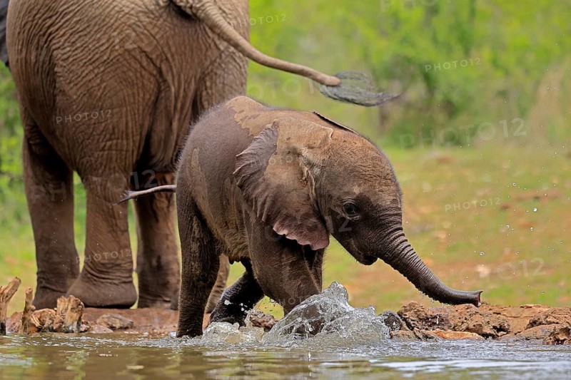 African elephant (Loxodonta africana), young animal, calf, baby elephant, mother, young animal with mother, at the water, drinking, Kruger National Park, Kruger National Park, South Africa, Africa