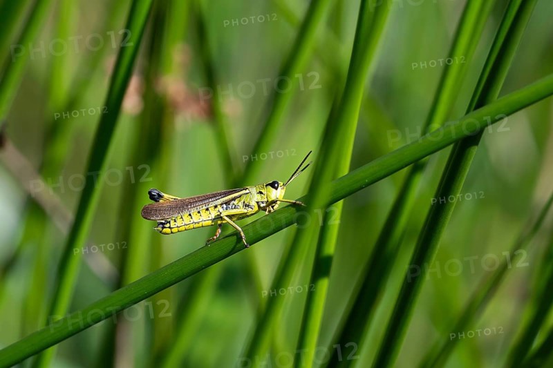 Large marsh grasshopper (Stethophyma grossum), sitting on a rush stalk, North Rhine-Westphalia, Germany, Europe