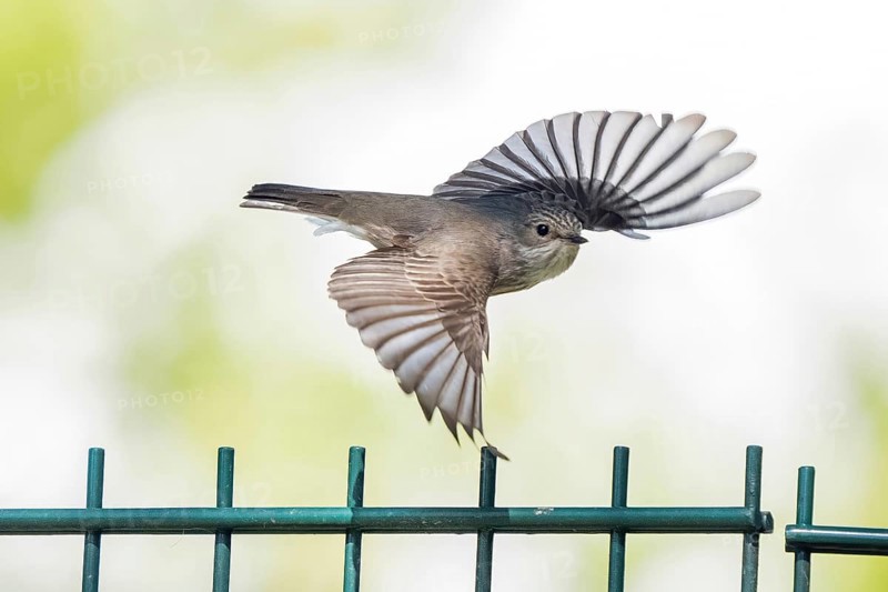 A spotted flycatcher (Muscicapa striata) in flight over a fence with outstretched wings, Hesse, Germany, Europe