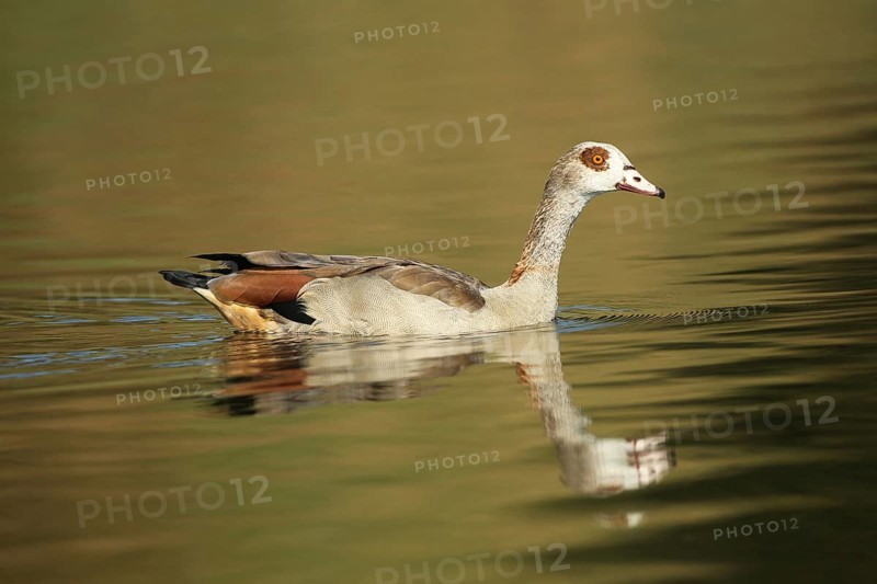 Nile Goose (Alopochen aegyptiaca) Allgäu, Bavaria, Germany, Allgäu, Bavaria, Germany, Europe