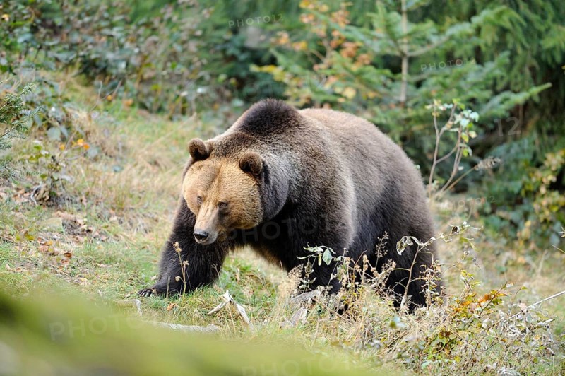 Eurasian brown bear (Ursus arctos arctos) in a forest, Bavarian Forest National Park