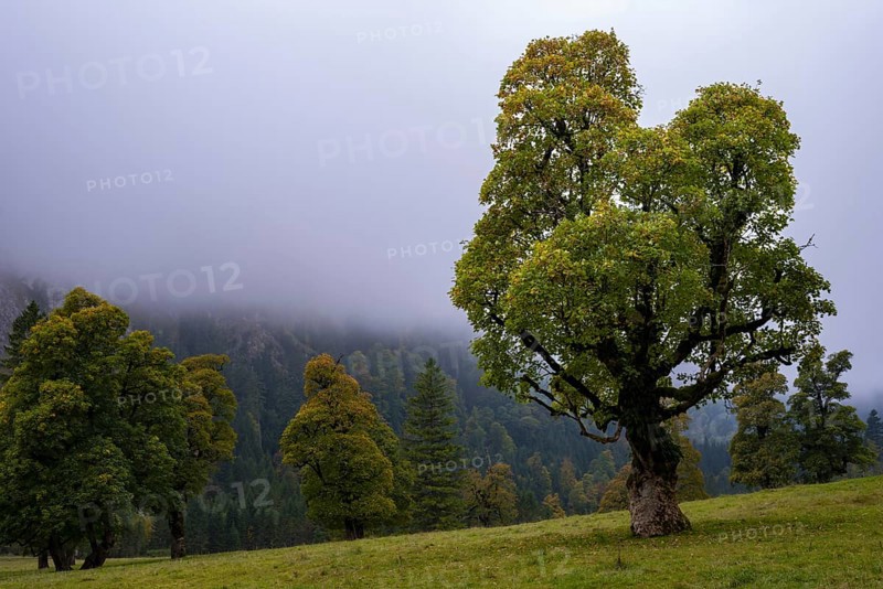 Maple trees, (Acer pseudoplataus), near the Wankerfleck, Ammergau Alps, Ostallgäu, Bavaria, Germany, Europe