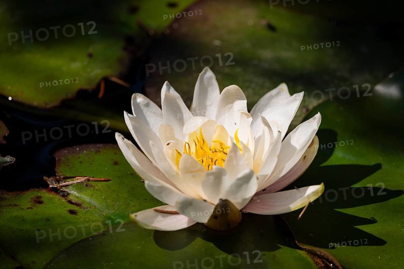 A European white water lily (Nymphaea) with a yellow centre lies on green leaves in a pond, Ternitz, Lower Austria, Austria, Europe