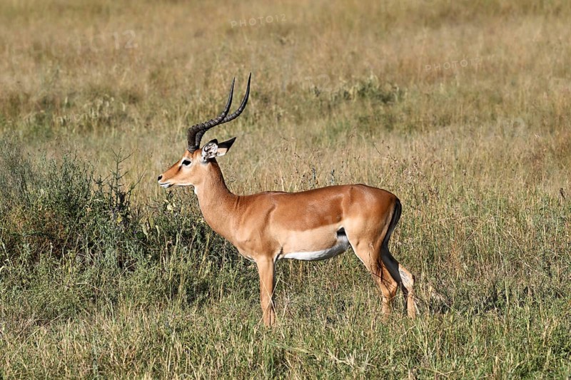 Impala (Aepyceros melampus), male adult, Serengeti National Park, Tanzania, Africa