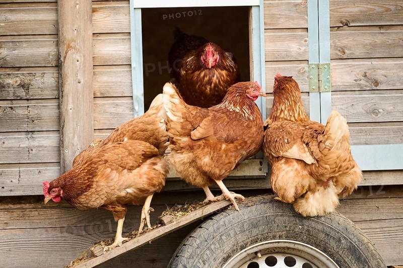 Group of brown chickens exiting a wooden coop, Chicken (Gallus domesticus), Austria, Europe