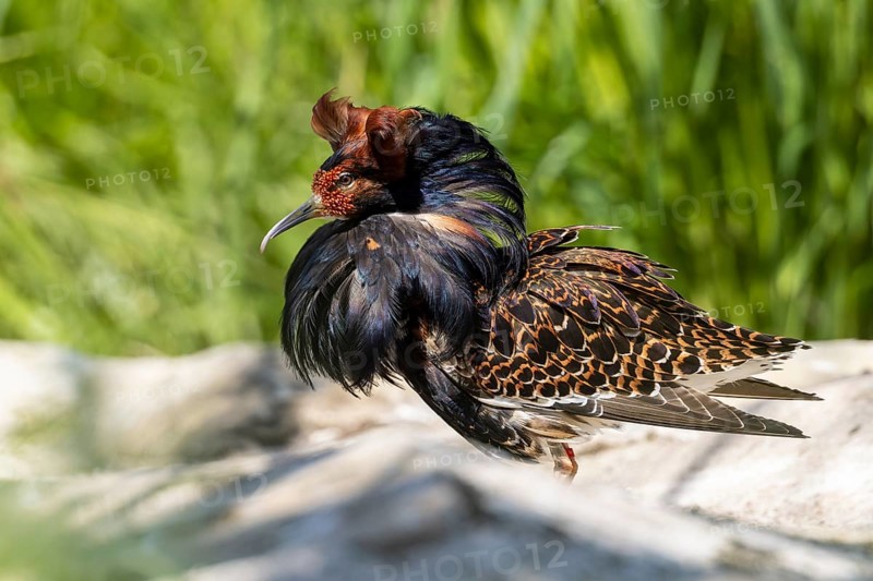 A bird with brown and black feathers stands on a stone in the meadow, ruff (Calidris pugnax, syn.: Philomachus pugnax) courtship displays