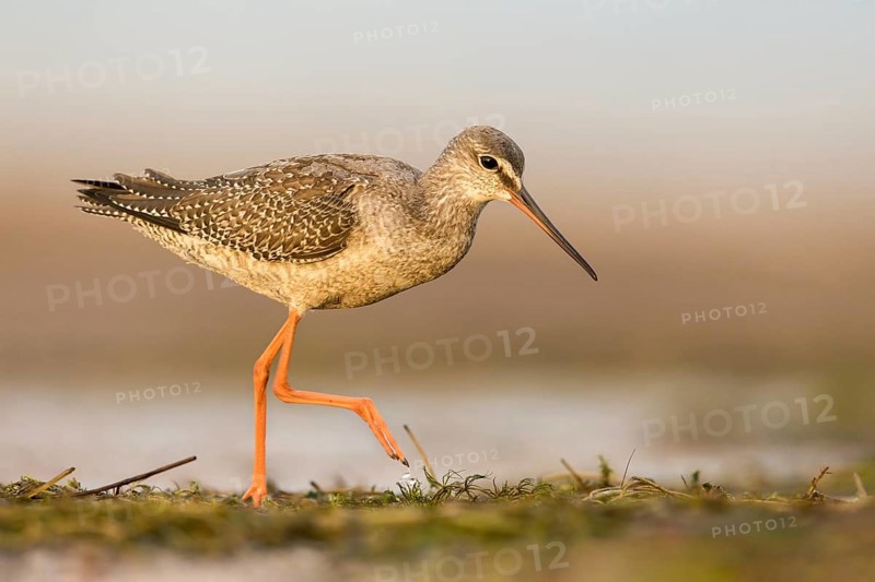 Spotted Redshank (Tringa erythropus) foraging, Poland, Europe