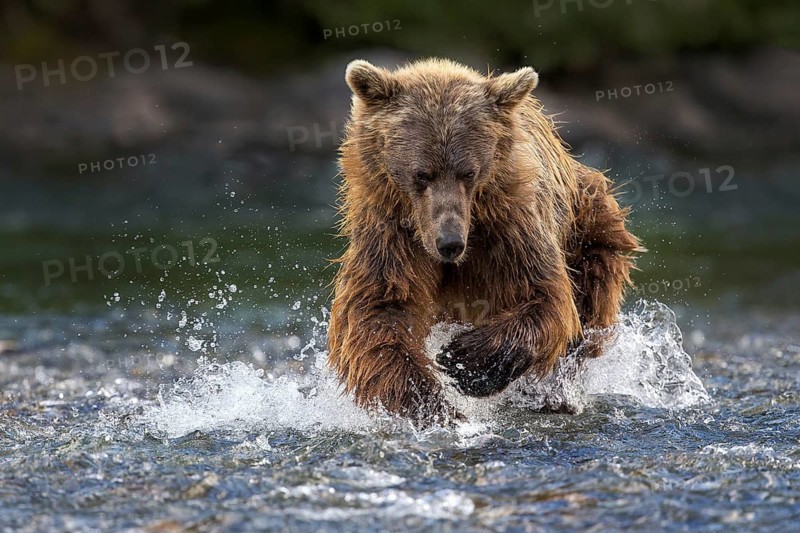 Grizzly Bear (Ursus arctos horribilis) hunting Pacific Salmon, British Columbia, Canada, North America