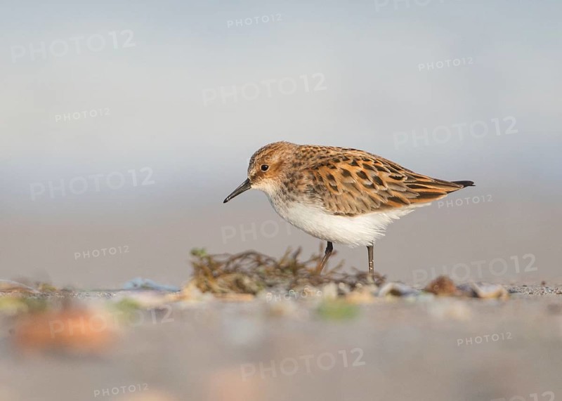 Little Stint (Calidris minuta) foraging, Bulgaria, Europe