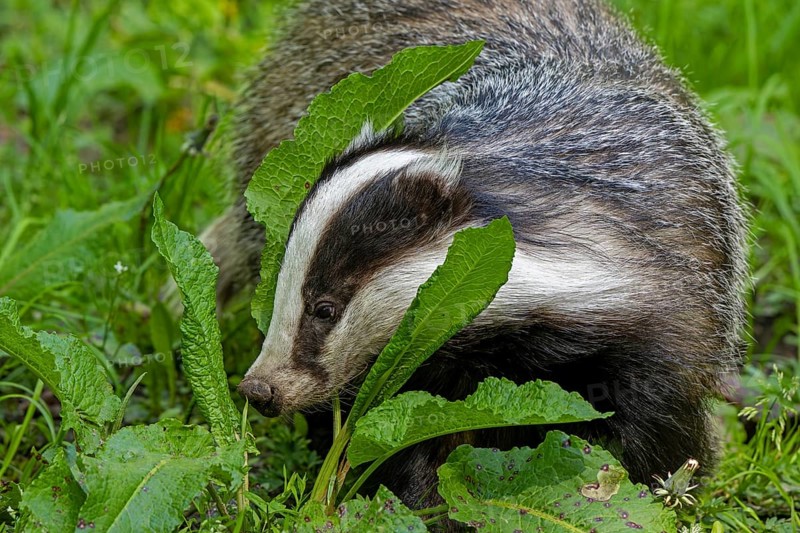 European badger (Meles meles) foraging in meadow, looking for earthworms, insects and amphibians at dusk