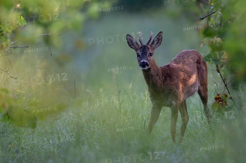Roebuck in summer, leaf time, Wittlich, Rhineland-Palatinate, Germany, Europe