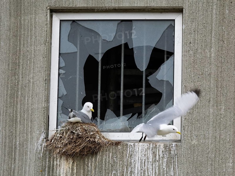Black-legged kittiwake (Rissa tridactyla), breeding bird on nest, built on fishing harbour building window ledge, May, Varanger Fjord, Norway, Europe