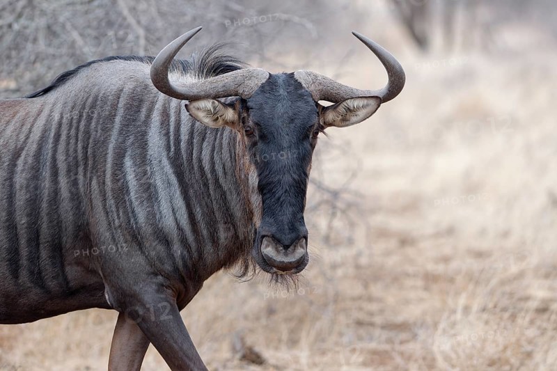 Blue wildebeest (Connochaetes taurinus), adult gnu walking, animal portrait, head close-up, Kruger National Park, South Africa, Africa