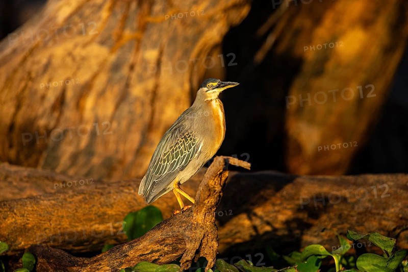 Mongrove Heron (Butorides striatus) Pantanal Brazil