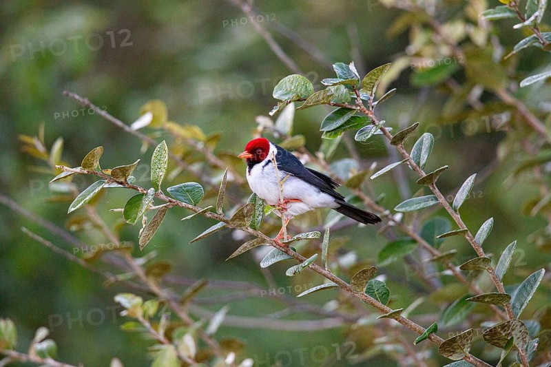 Mantled cardinal (Paroaria capitata) Pantanal Brazil