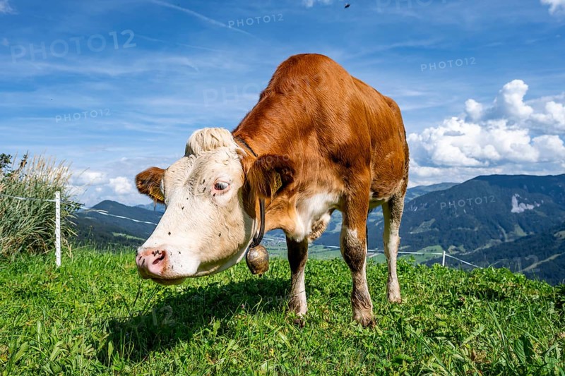Calf (Bos primigenius taurus), cow with bell on an alpine meadow, Simmental cattle, Hochbrixen, Brixen im Thale, Tyrol, Austria, Europe