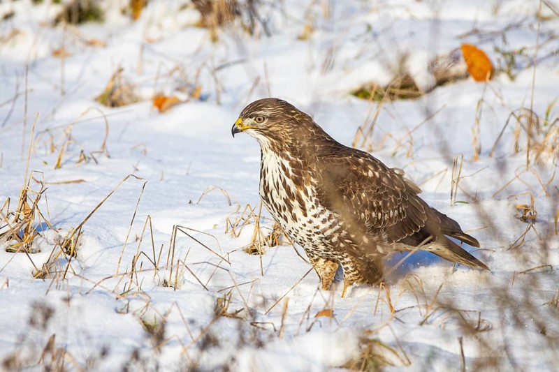Common buzzard (Buteo buteo) Germany