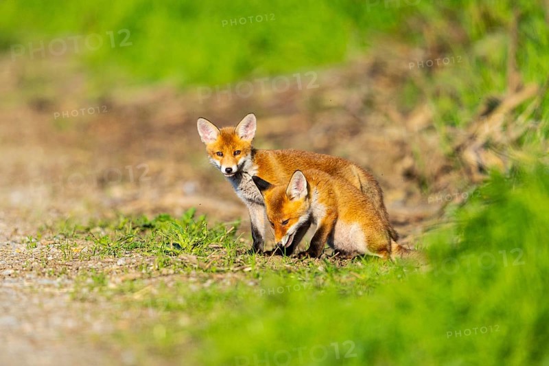 Fox (Vulpes vulpes) puppies Germany