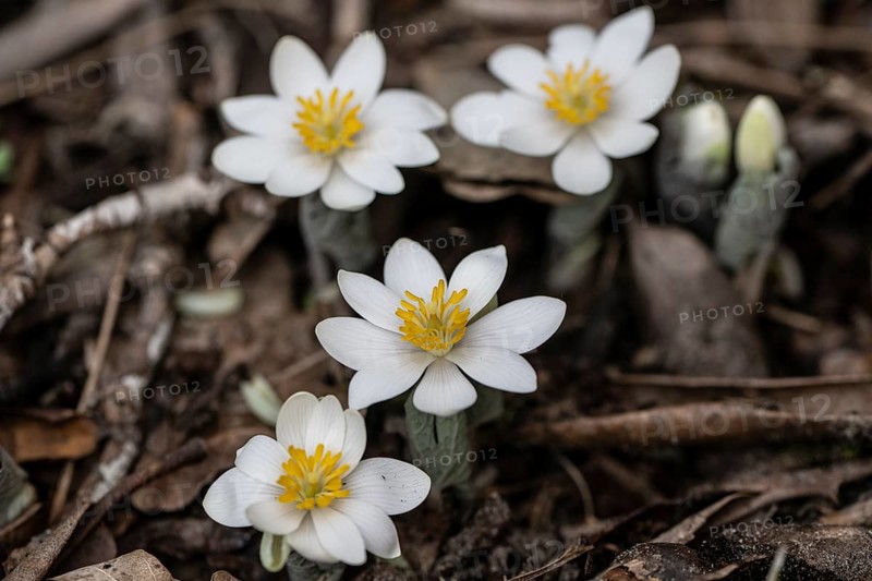 Canadian bloodroot (Sanguinaria canadensis), Emsland, Lower Saxony, Germany, Europe