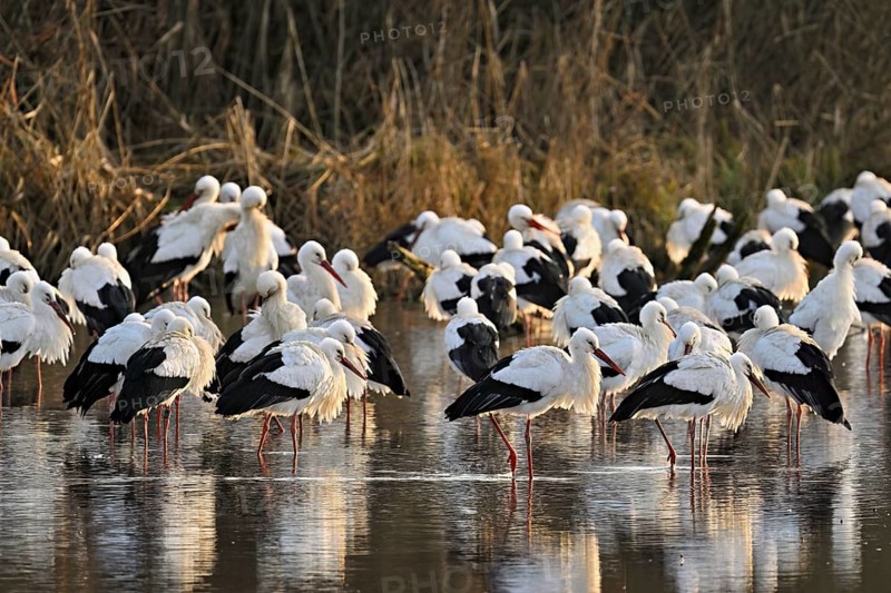 White storks (Ciconia ciconia), large flock roosting in shallow water, Flachsee, Canton Aargau, Switzerland, Europe