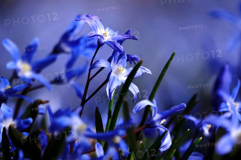 Scilla, March, Germany, Europe