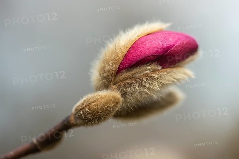 Star magnolia (Magnolia stellata Hybride), bud, Rhineland-Palatinate, Germany, Europe