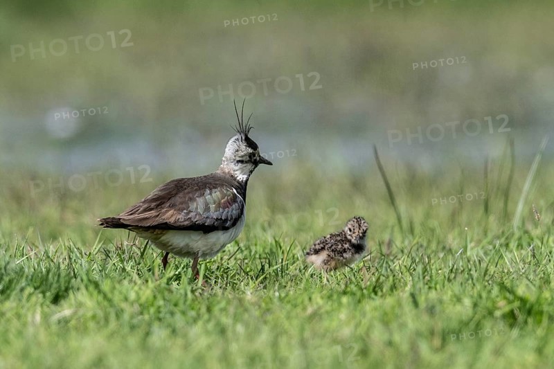 Lapwing (Vanellus vanellus) with young, Lower Saxony, Germany, Europe